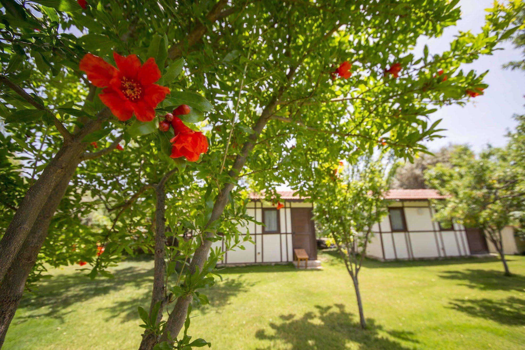 Bal Badem Bungalow 닷차 외부 사진